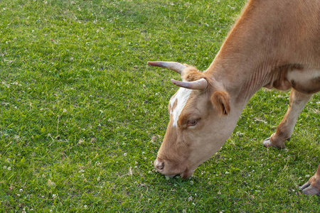 乳制品 大牧场 哺乳动物 食物 兽群 风景 夏天 耳朵 草地