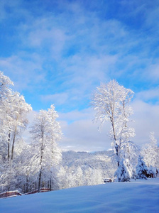 滑雪 季节 松木 圣诞节 风景 森林 寒冷的 场景 天空