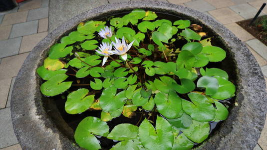  the beauty of little lotus flowers on a sunny morning, in a str