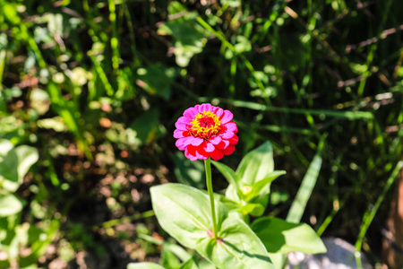 彩色春花特写与选择性聚焦模糊图片