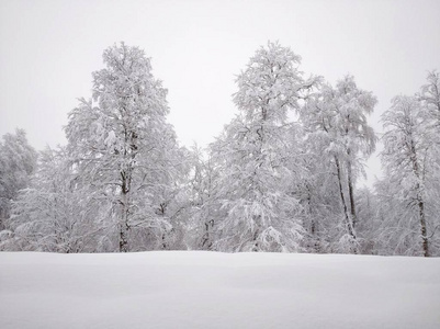 滑雪 风景 森林 圣诞节 冬天 季节 自然 场景 天空 寒冷的