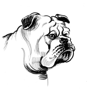 墨水 艺术品 绘画 斗牛犬 素描 动物 宠物 艺术 插图