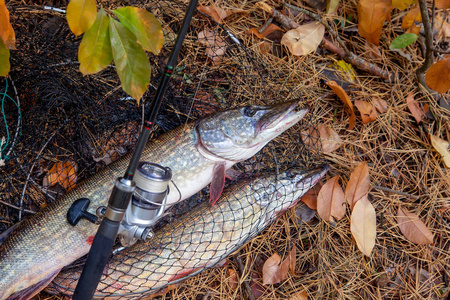 Freshwater pike fish. Big freshwater pike fish lies on keep net 