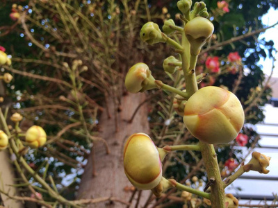 百合花 莉莉 夏天 粉红色 美丽的 颜色 美女 花的 花园