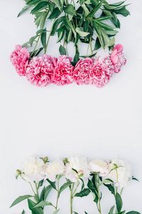 pink and white peonies 