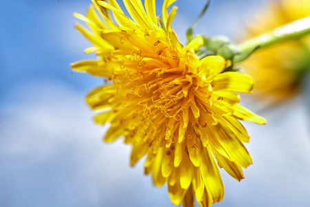 Dandelion closeup, against the blue sky, with shallow depth of 