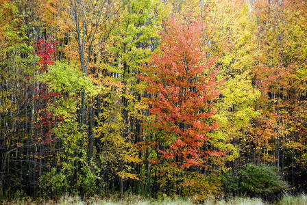 季节 纹理 木材 美女 植物 落下 树叶 十月 墙纸 美丽的