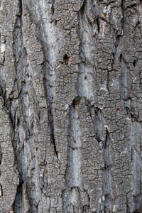 纹理 森林 自然 材料 特写镜头 树皮 古老的 树干 皮肤