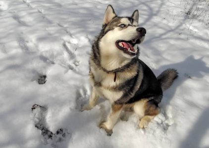 雪橇 动物 阿拉斯加 宠物 冬天 寒冷的 可爱的 哺乳动物