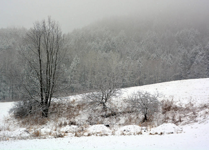 森林 木材 寒冷的 降雪 天气 天空 场景 风景 公园 季节