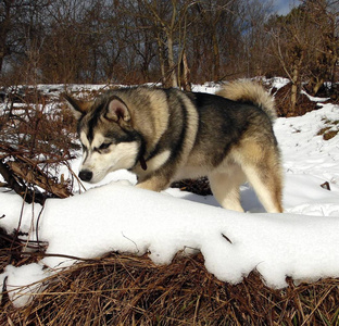 雪橇 犬科动物 哺乳动物 哈士奇 冬天 美丽的 毛皮 宠物