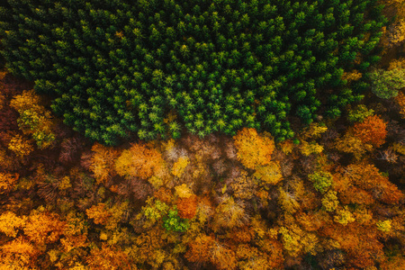 Colorful trees of autumn seen from a drone. 
