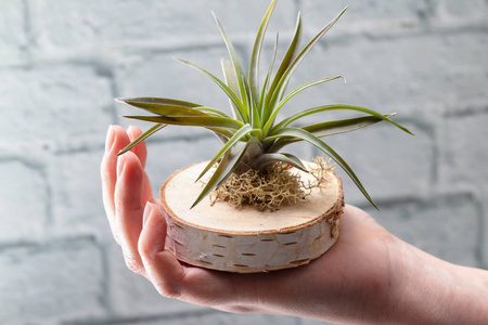 木板上无地面气生植物照片