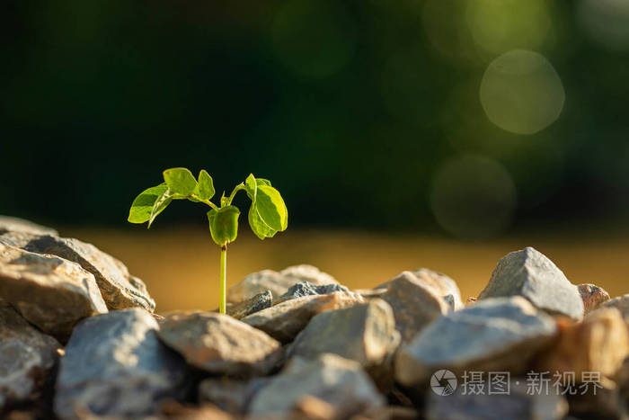 绿色模糊背景下岩石土堆中的绿芽
