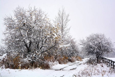 美女 国家 风景 旅行 自然 冬天 天气 分支 木材 场景