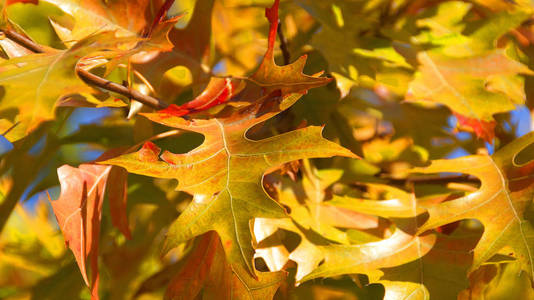 秋天 公园 季节 植物区系 环境 树叶 美女 十月 颜色