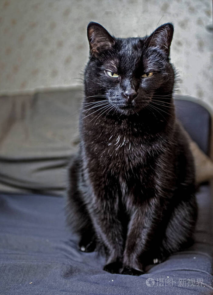 黑猫坐在椅子上