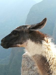 骆驼 动物 秘鲁 可爱的 野生动物 动物园 面对 自然 羊驼