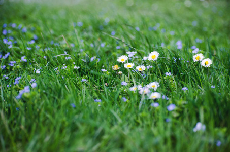 Beautiful fresh daisies bloom outdoors in the field 