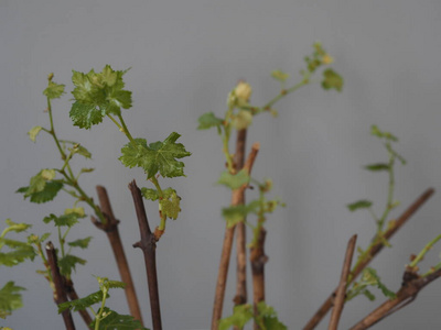 葡萄梗的新工艺.有叶和根的新芽.准备在土壤中种植.照片