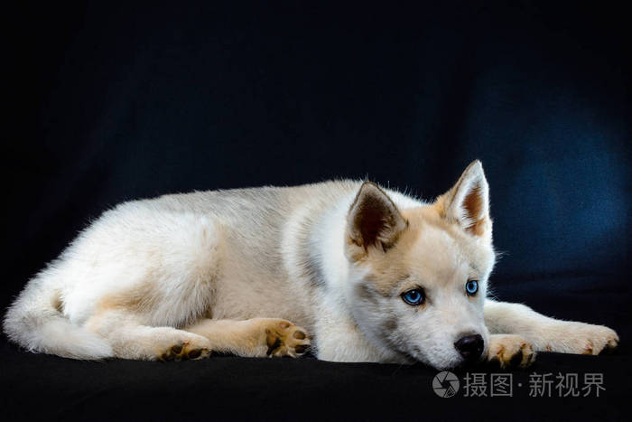 黑色背景的西伯利亚哈士奇小狗特写镜头