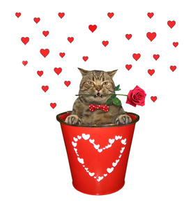 红桶里有玫瑰的猫2