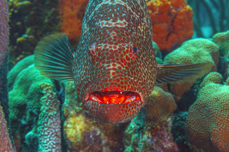 tiger grouper,Mycteroperca tigris 