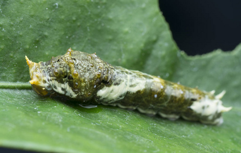 蜘蛛皇后白色的绿色毛毛虫蠕虫蜘蛛女王服装南瓜,栗子,茧衣,束关于