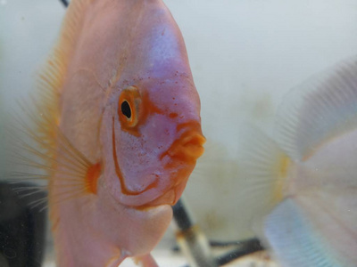 水族馆蓝天使铁饼鱼