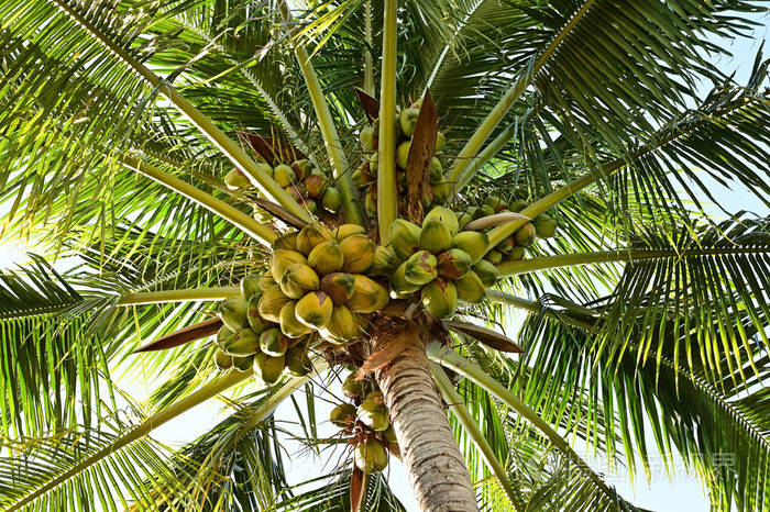椰子树椰子结大量椰子