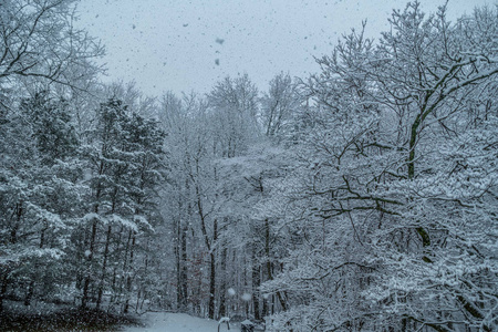 森林里飘落的雪图片