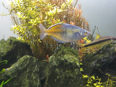 水族馆里的波塞曼尼彩虹鱼图片