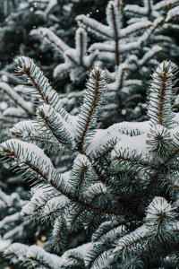 植物区系 圣诞节 分支 冷冰冰的 松木 自然 云杉 白霜