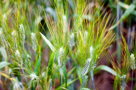 生长 成长 夏天 特写镜头 作物 粮食 季节 植物 玉米