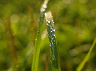 植物 夏天 特写镜头 春天 凝结 透明的 自然 露水 环境