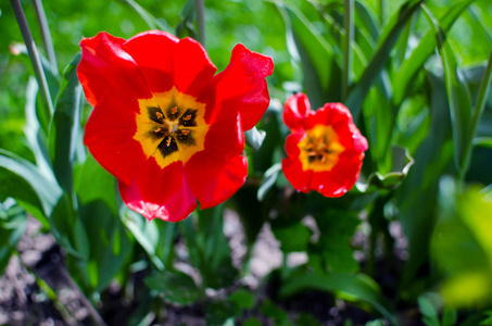 Slender spring tulips bloom outdoors 