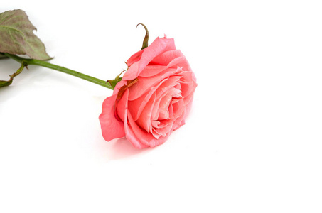 颜色 开花 假日 周年纪念日 激情 粉红色 花园 庆祝 浪漫的