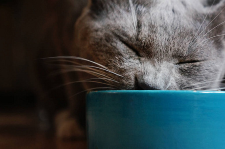 小猫 眼睛 哺乳动物 可爱的 肖像 宠物 美丽的 猫科动物