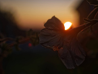 草地 颜色 植物 花的 季节 春天 开花 风景 花园 植物区系