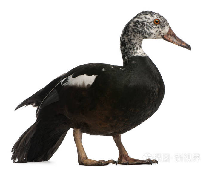 白色头黑色身体的鸭子图片