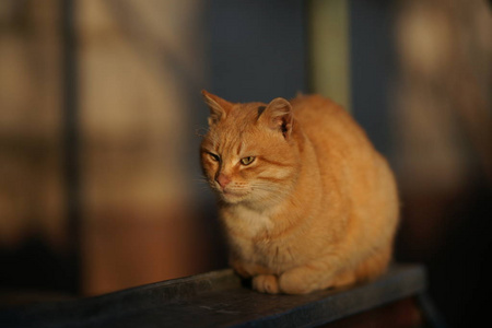 一个阳光明媚的夜晚，姜黄色的猫坐在街上。