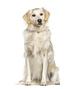 坐着的金毛猎犬，被隔离在白色的身上