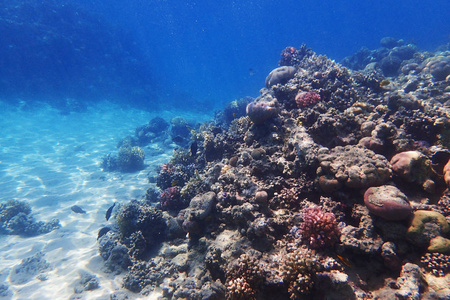 coral reef in Red Sea 