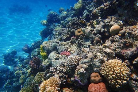 coral reef in Red Sea 