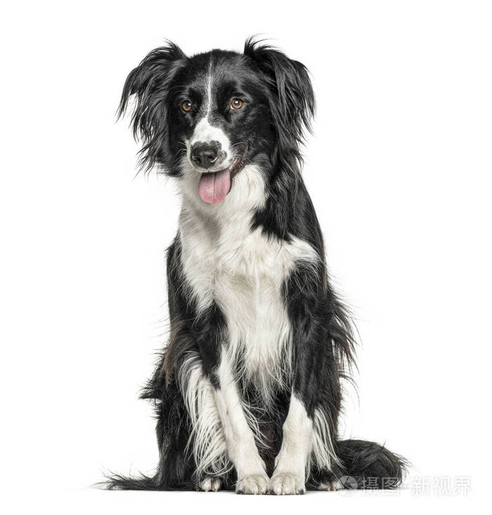快乐的黑白杂交狗喘息孤立在白色