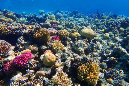 coral reef in Red Sea 