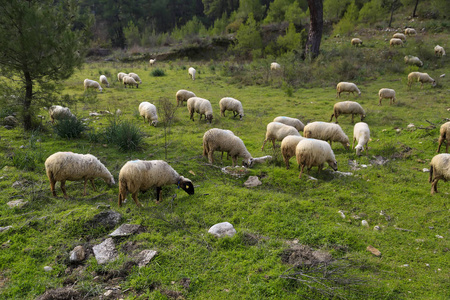 成群的羊在耶西尔放牧