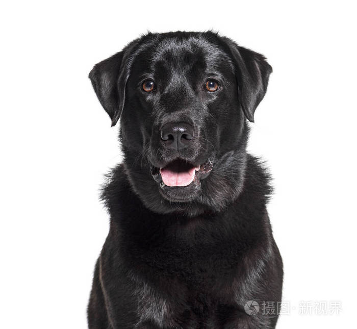 一只黑色拉布拉多猎犬的头像与白色隔离