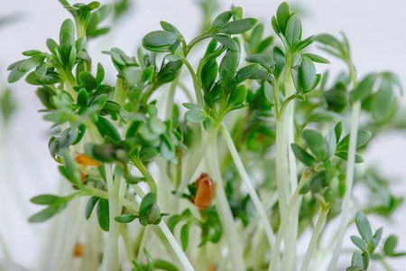 豆瓣菜种子发芽沙拉图片