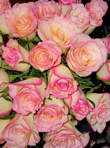 情人 粉红色 颜色 礼物 花的 浪漫 植物 美丽的 婚礼